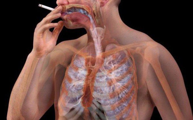 Hút thuốc lá làm ảnh hưởng tới những hệ cơ quan nào trong cơ thể?
